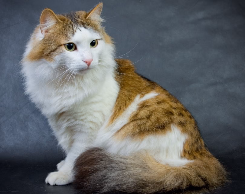 Are Ragamuffin cats genetic?