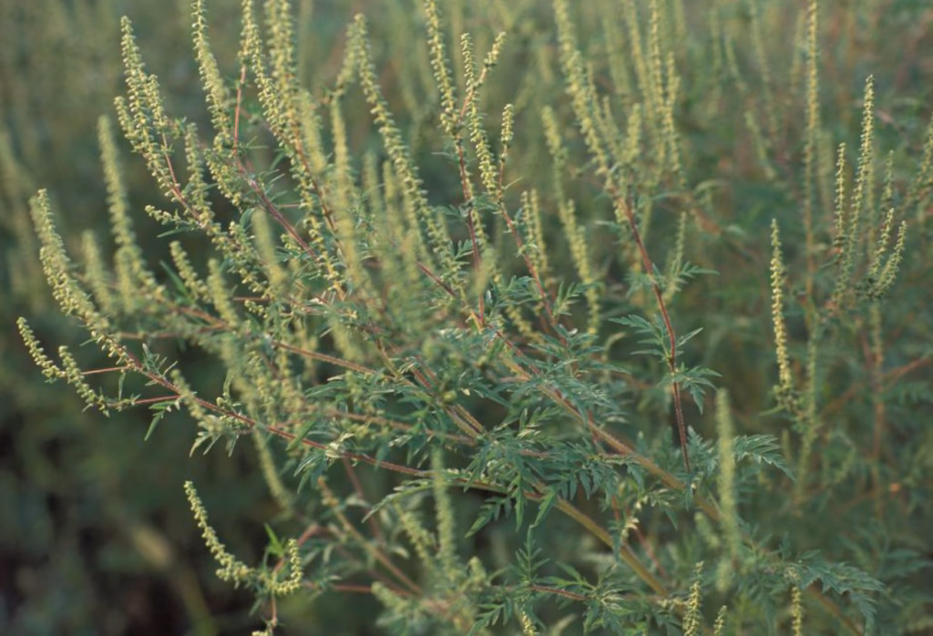 Is ragweed causing health problems in Europe?