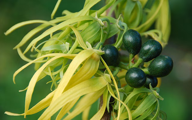 What are the medicinal plants found in rainforests used for?