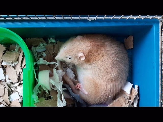 Do female rats Squeak during labor?