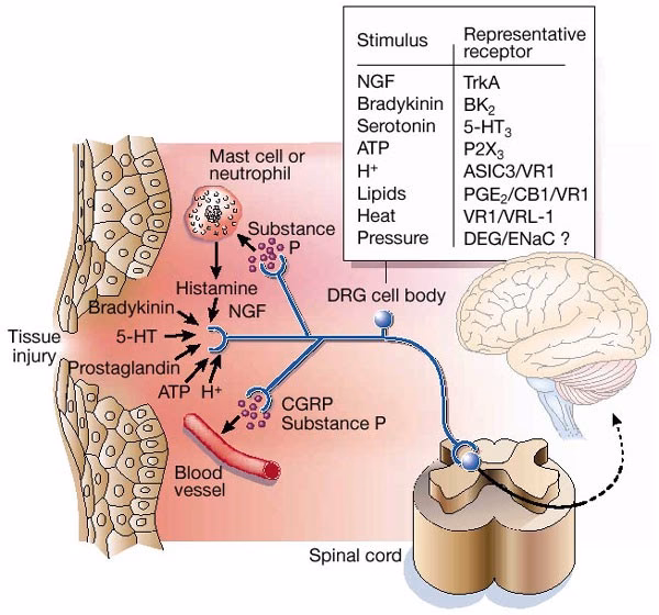 Do nociceptors have receptive fields?