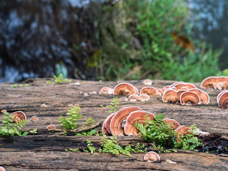 Do Reishi mushrooms cure allergies?