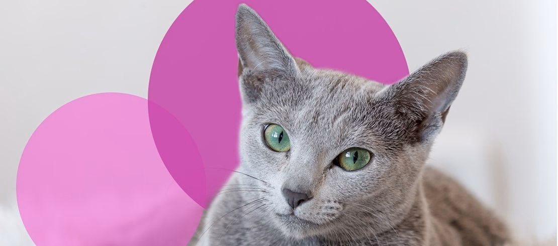 Are Russian Blue products hypoallergenic?