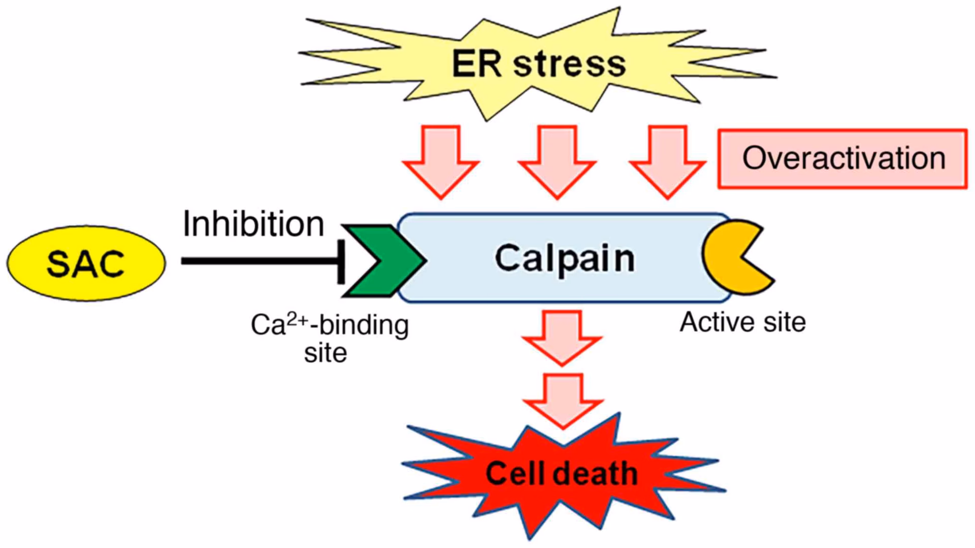 Does S-Allyl cysteine sulphoxide interact with captopril?