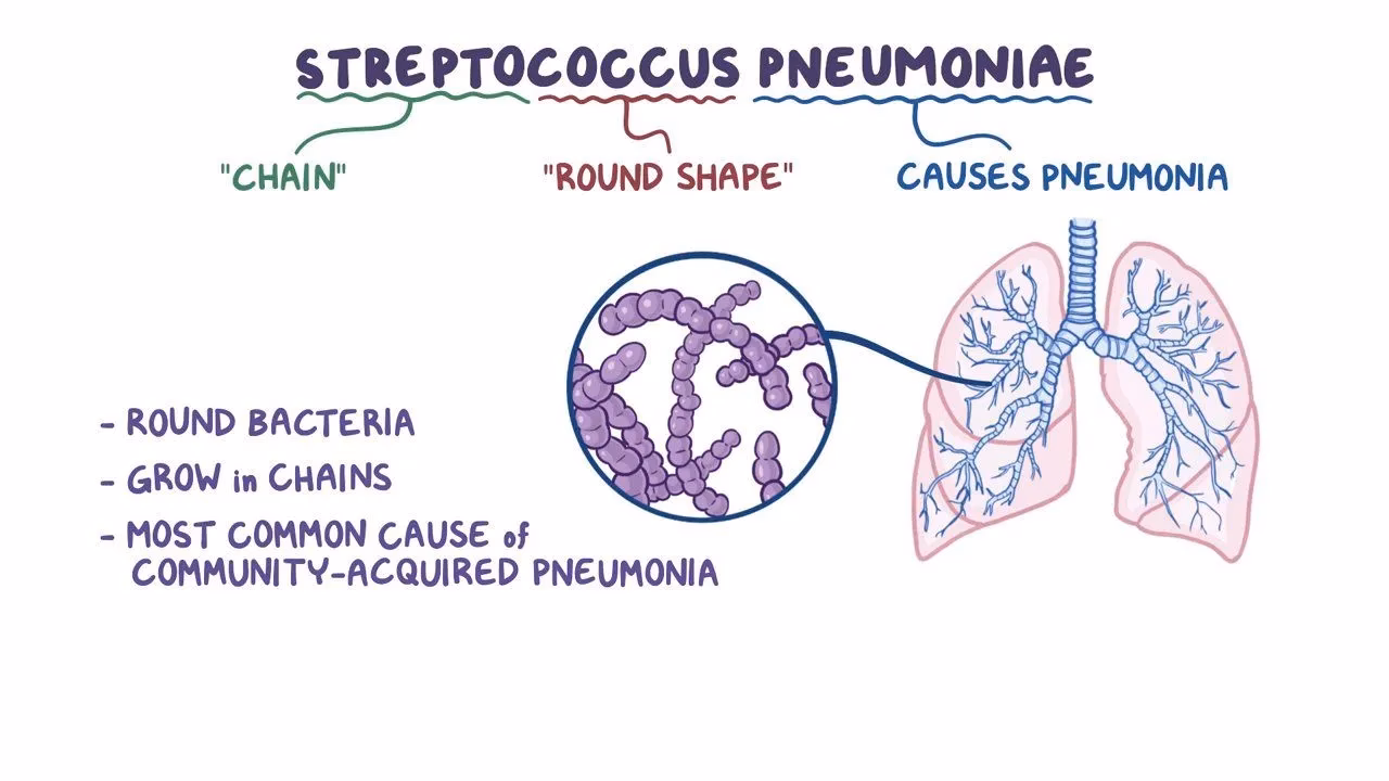 What is the habitat and morphology of Streptococcus pneumoniae?