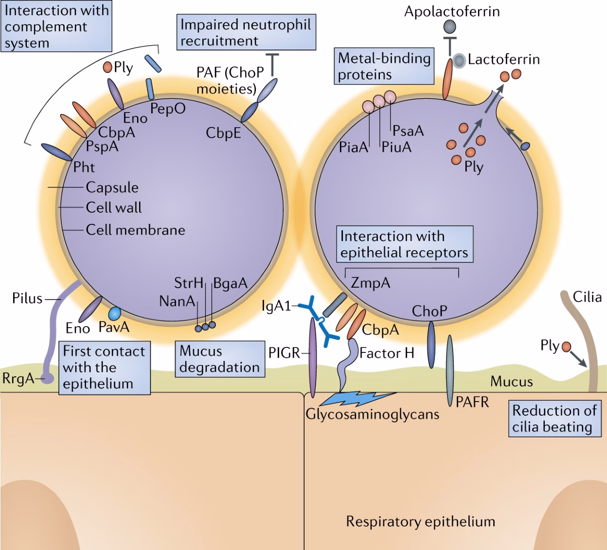 How is S pneumoniae transmitted?