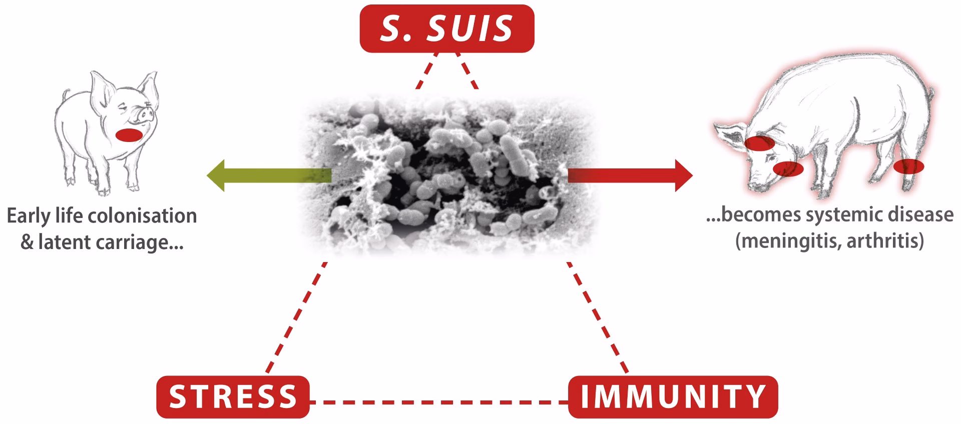 What is the clinical incidence of S suis meningitis?