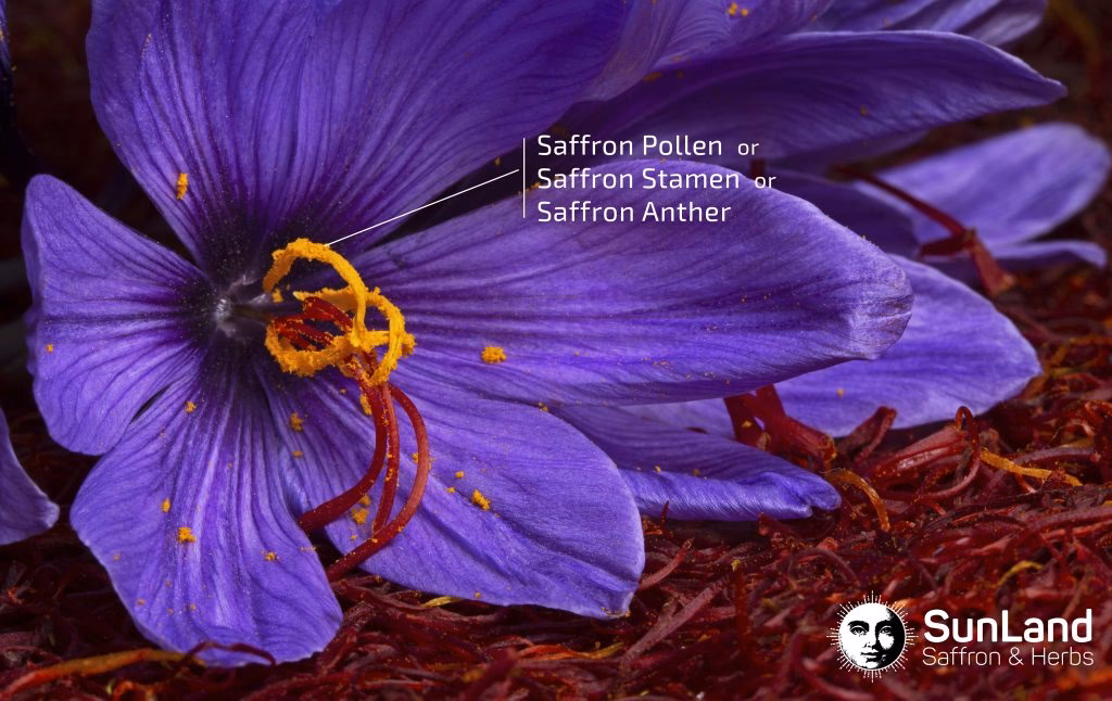 Does Salsola cross-react with saffron?