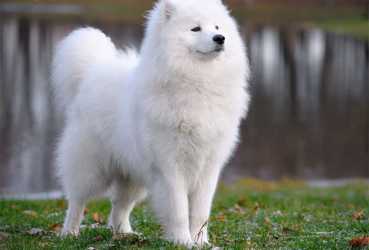 Is a Samoyed a good dog?