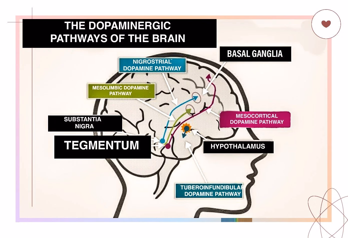 Does dopamine play a key role in schizophrenia?