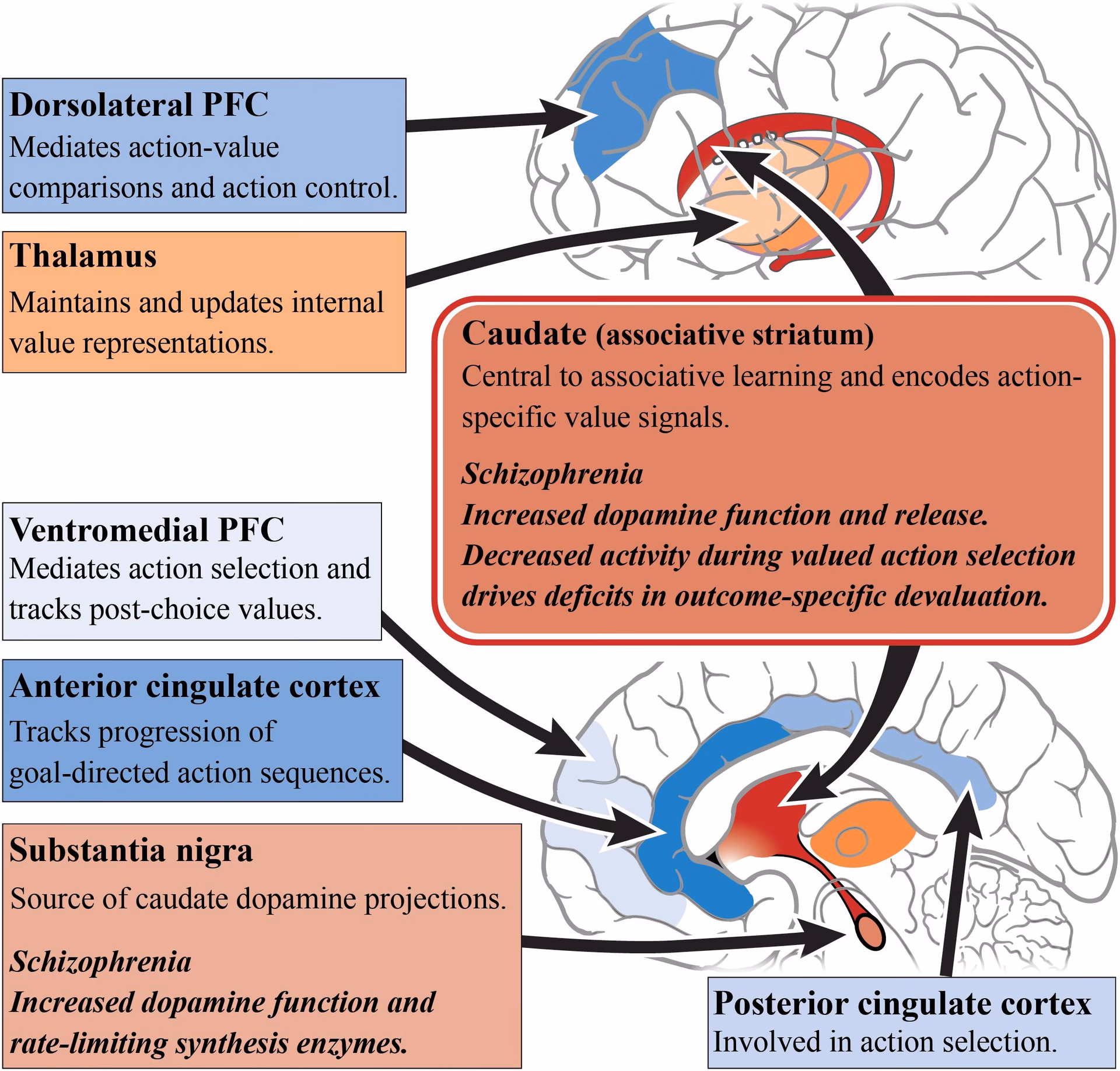 Why is dopamine important in Schizophrenia Research?