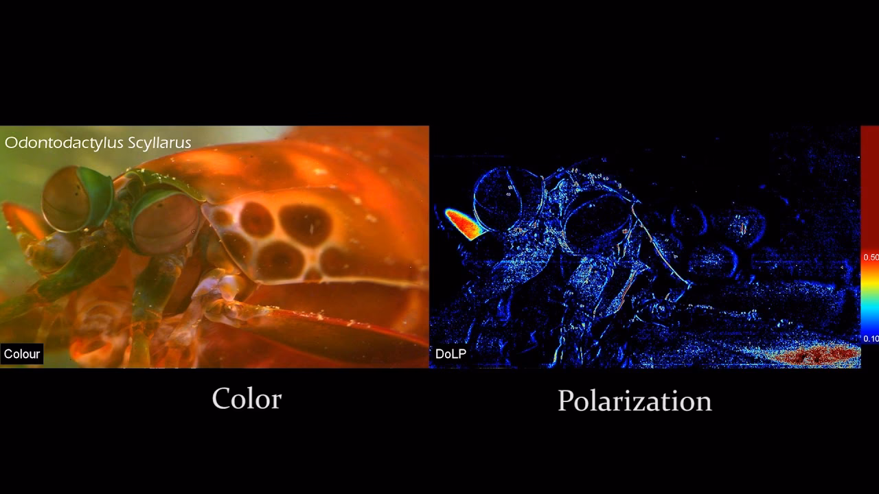 How many color receptors does a mantis shrimp eye have?
