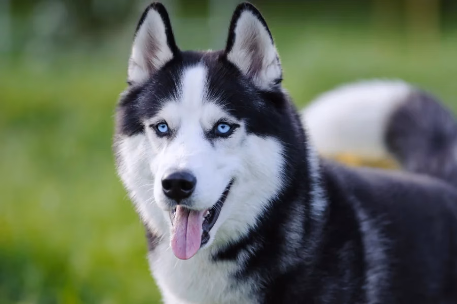 Are Huskies hypoallergenic?