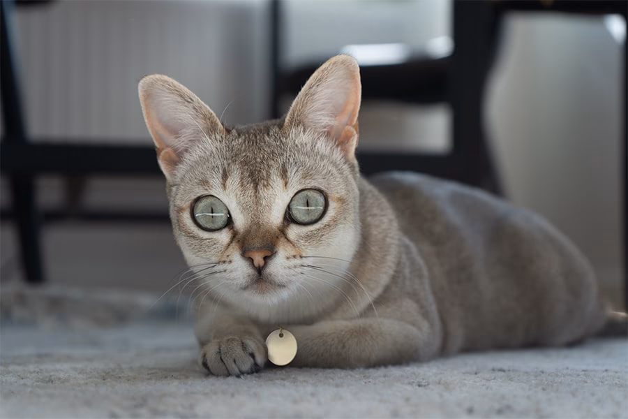 Are Singapura cats hypoallergenic?