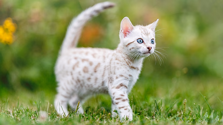 What is a snow Bengal cat?