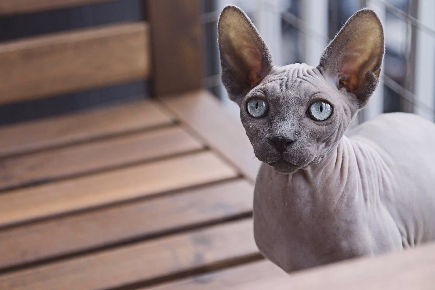 Was ist der Unterschied zwischen einer Sphynx und einer Sibirischen Katze?