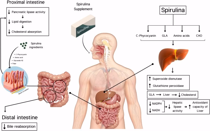 Does spirulina help with allergic rhinitis?
