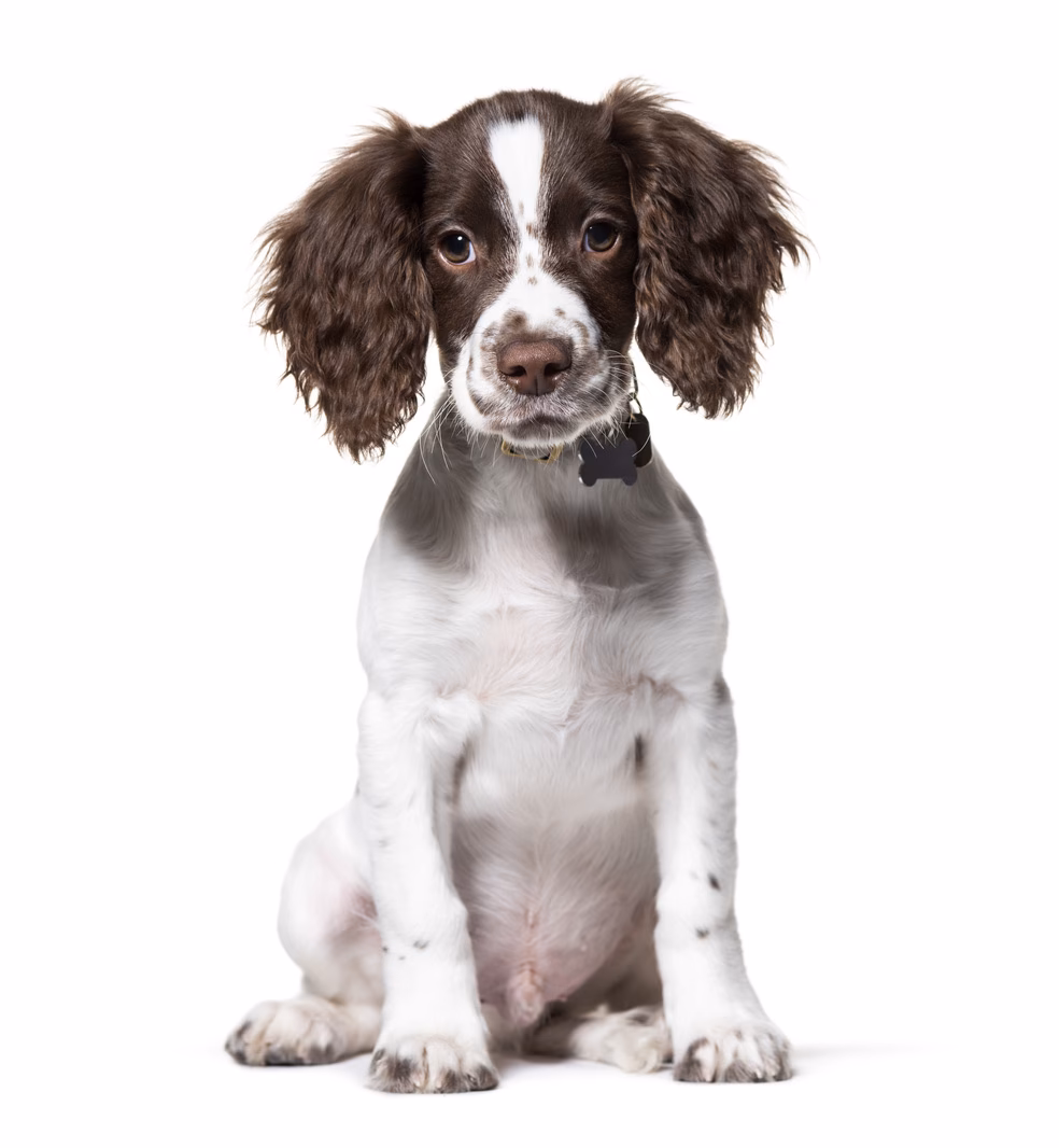 Do English Springer Spaniels shed a lot?