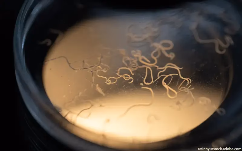 Was ist ein Spulwurm?