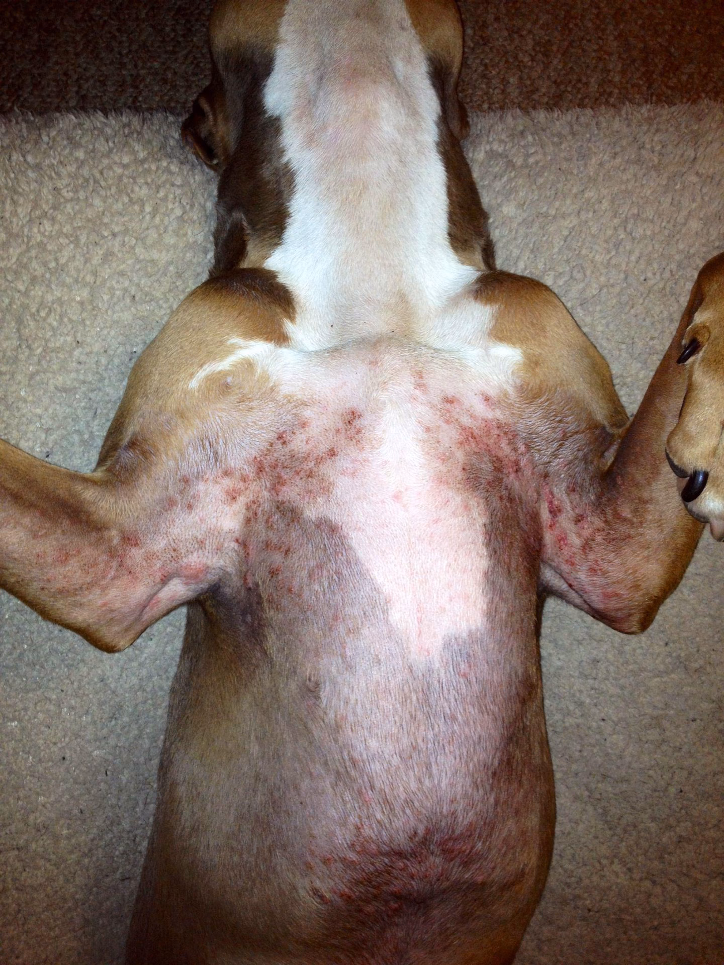 Do Bull Terriers have skin allergies?