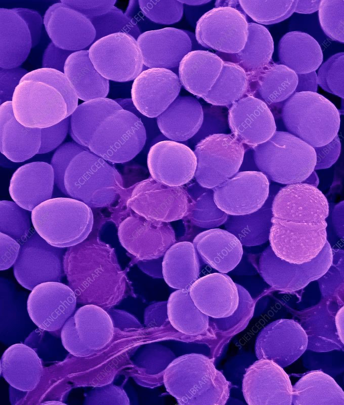 Is Staphylococcus haemolyticus a Gram-positive bacterium?