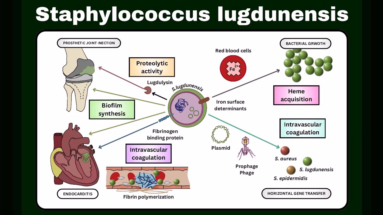 How long is antibiotic treatment for Staphylococcus lugdunensis?
