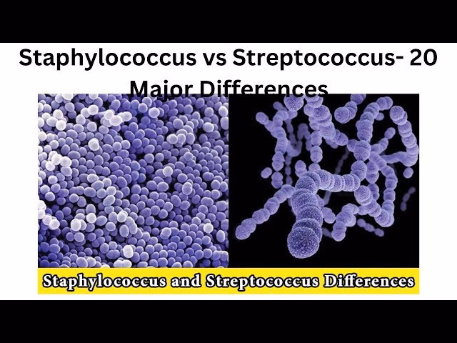 What is the difference between Staphylococcus and Streptococcus?