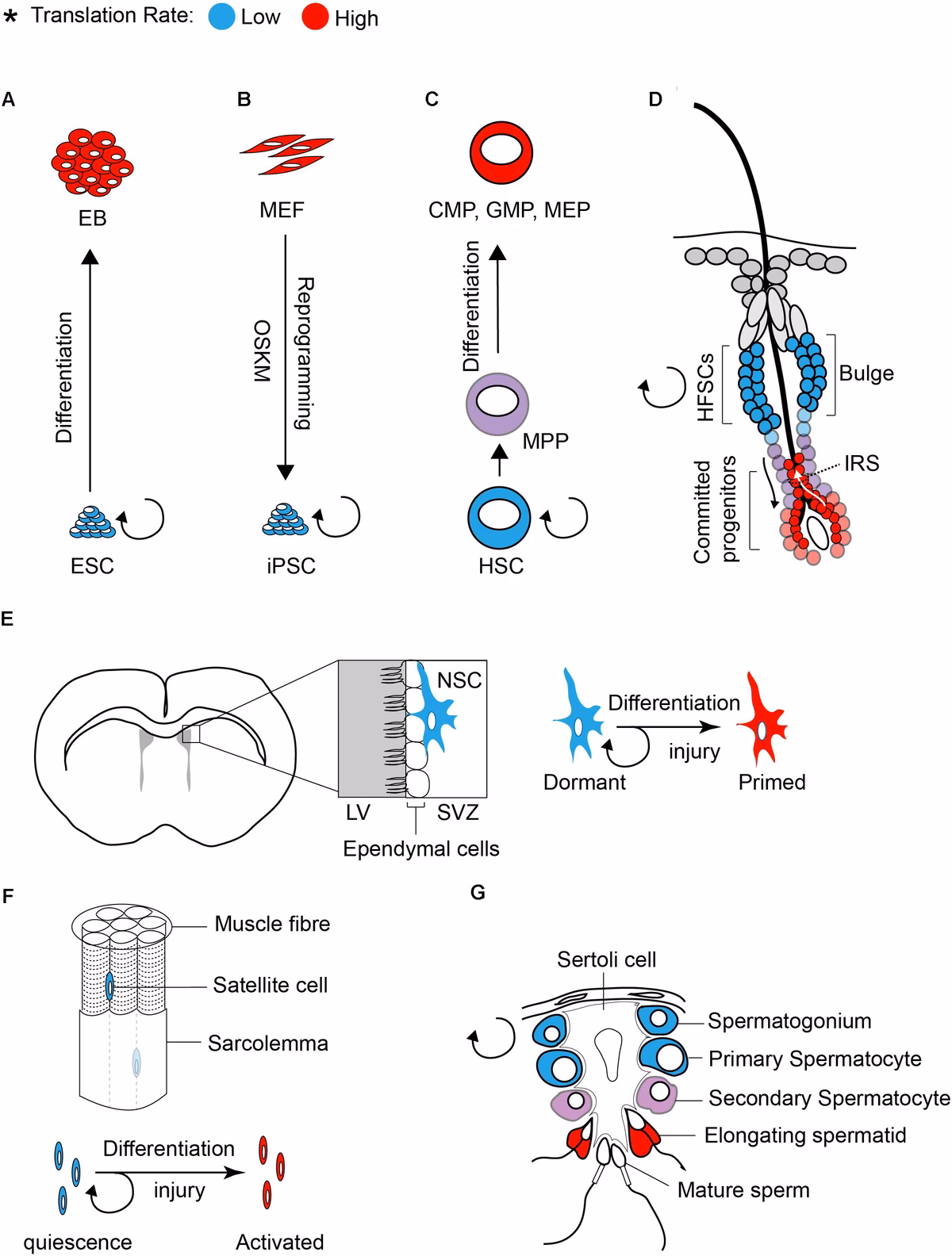 What is stem cell translational medicine?