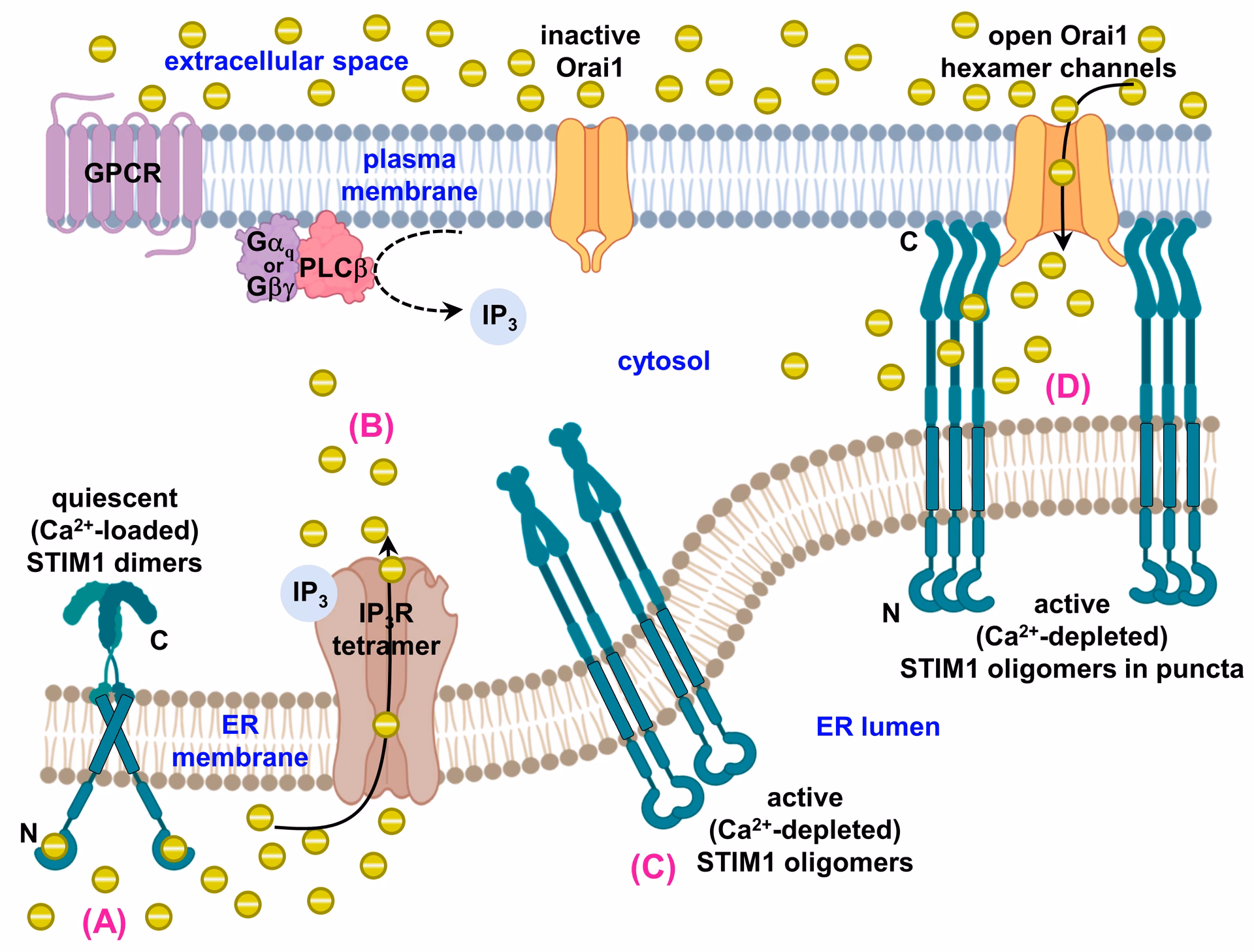 Where are store-operated channels located?