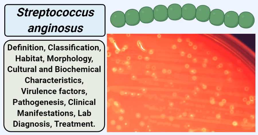 Does Streptococcus anginosus cause infections?