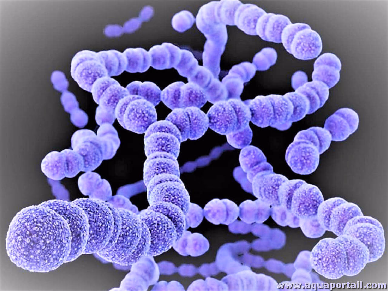 Quels sont les streptocoques pathogènes ?