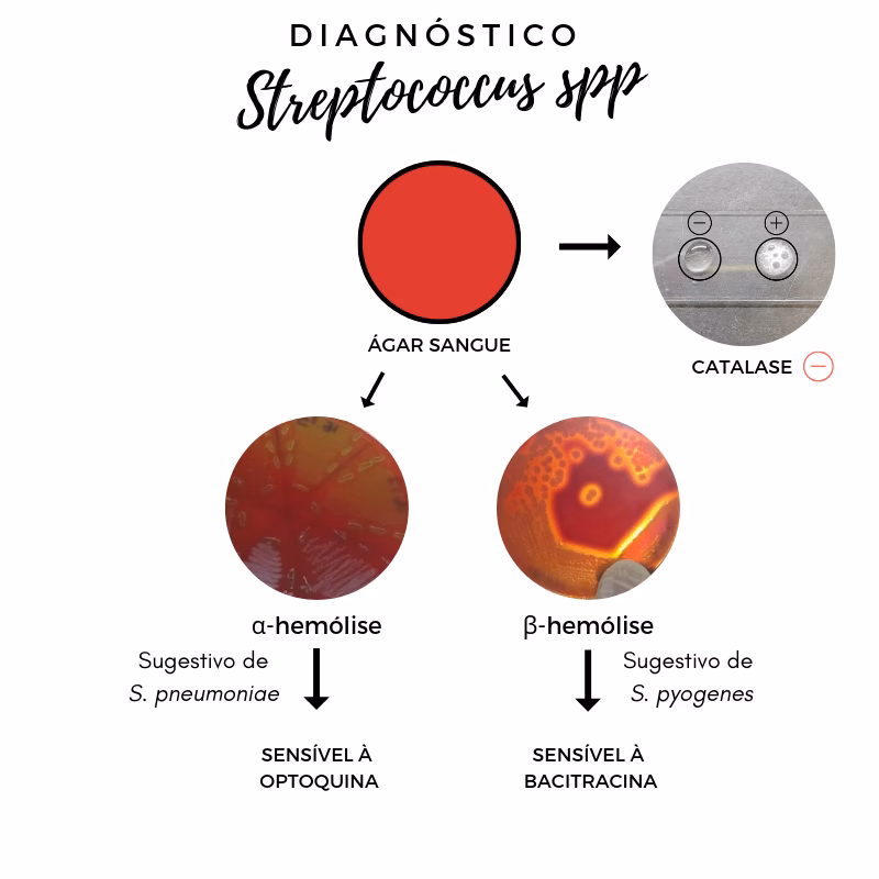 What is the difference between Streptococcus & Staphylococcus?