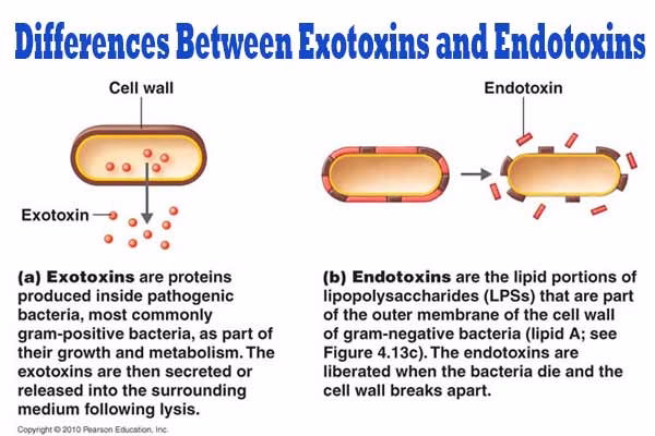 Are a streptococcus secreted exotoxins?