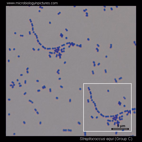 Is Streptococcus equi a contagious disease?