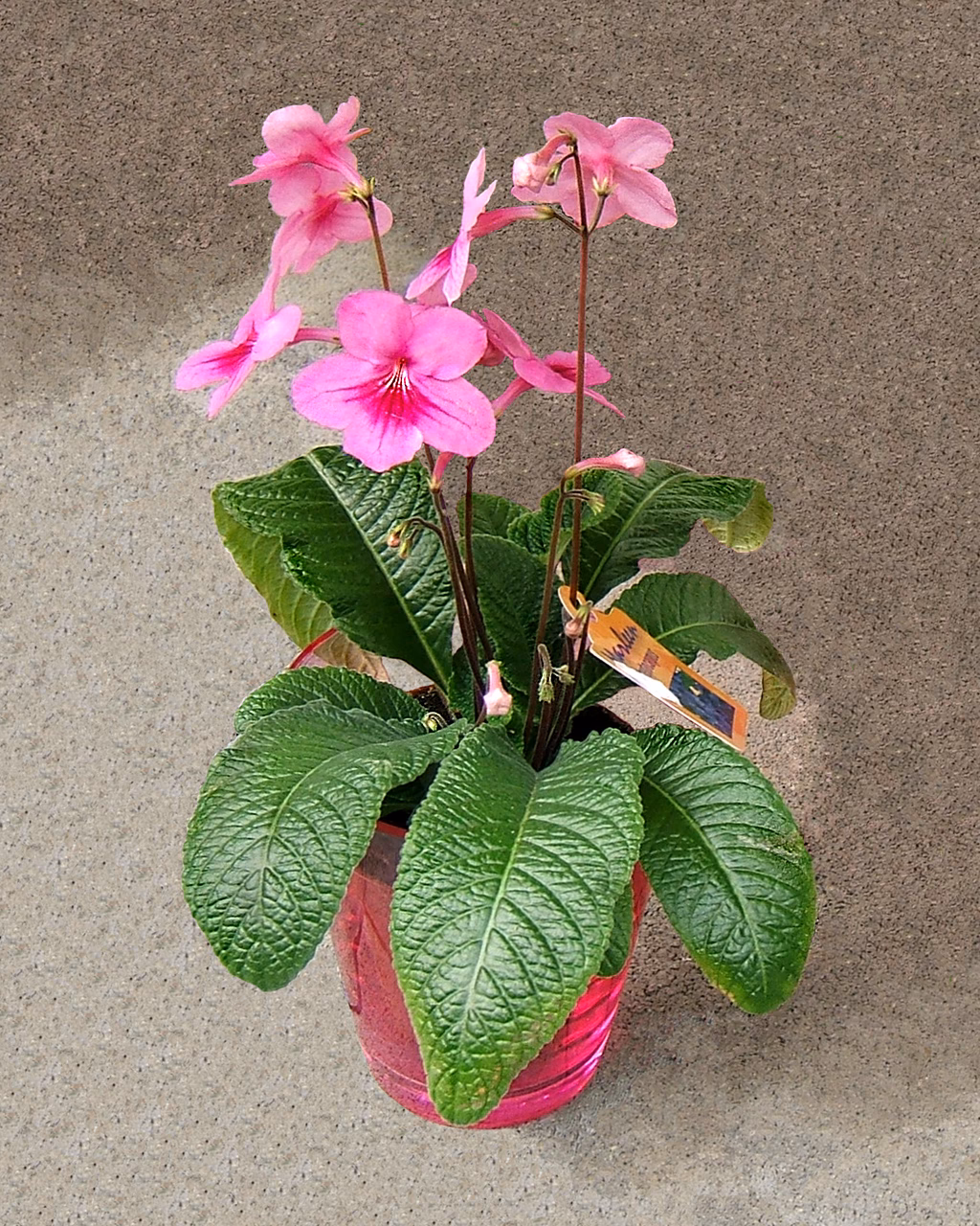 Where did Streptocarpus come from?