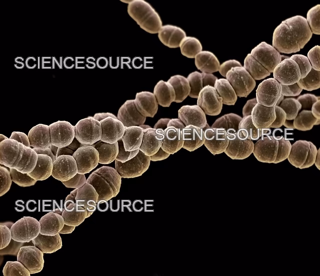 Are Streptococcus gordonii a colonizer?