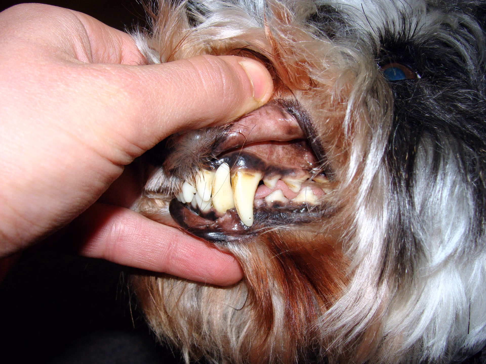 Was sind Streptokokken bei Hunden?