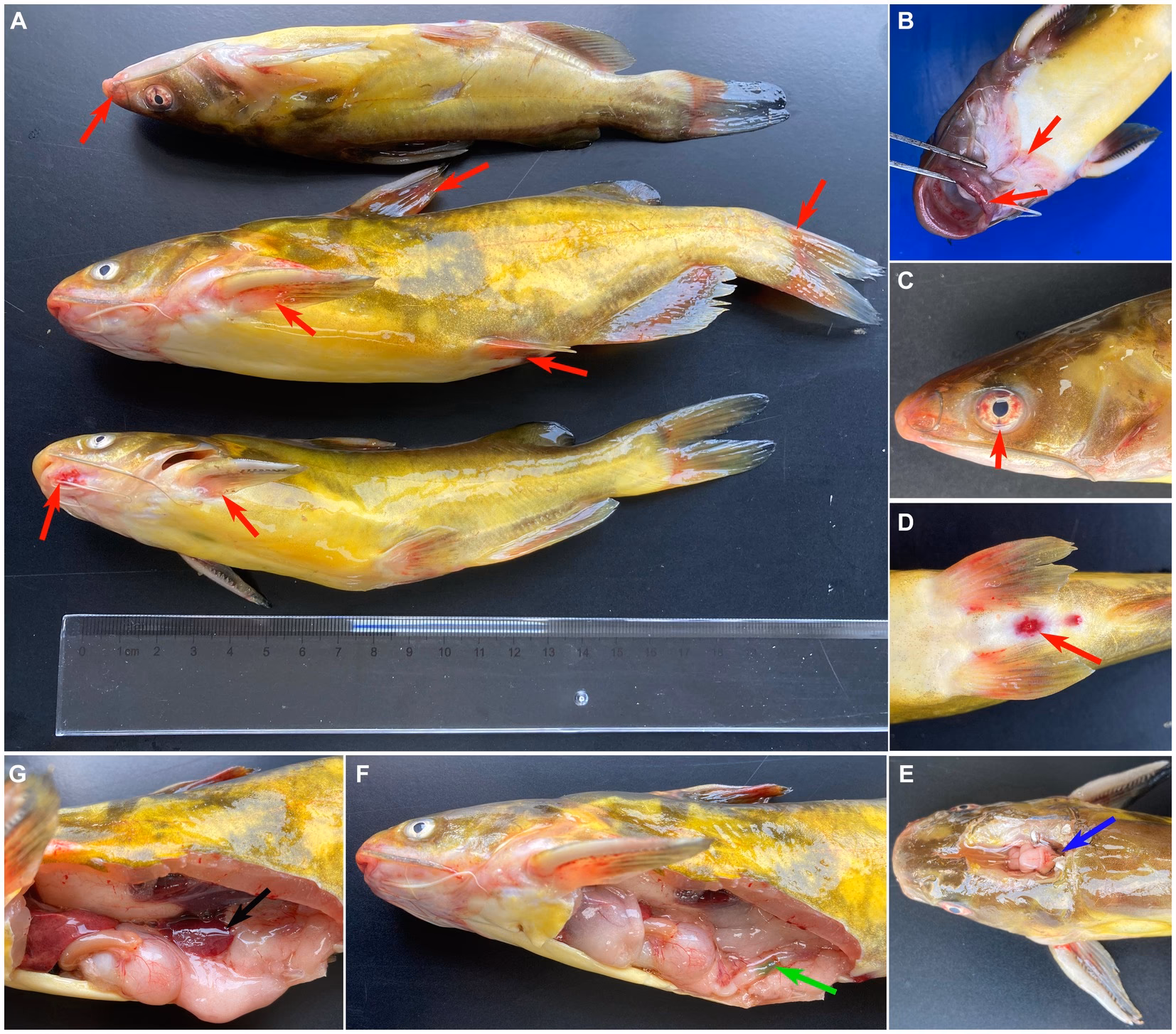 Is Streptococcus iniae included in an NLM database?