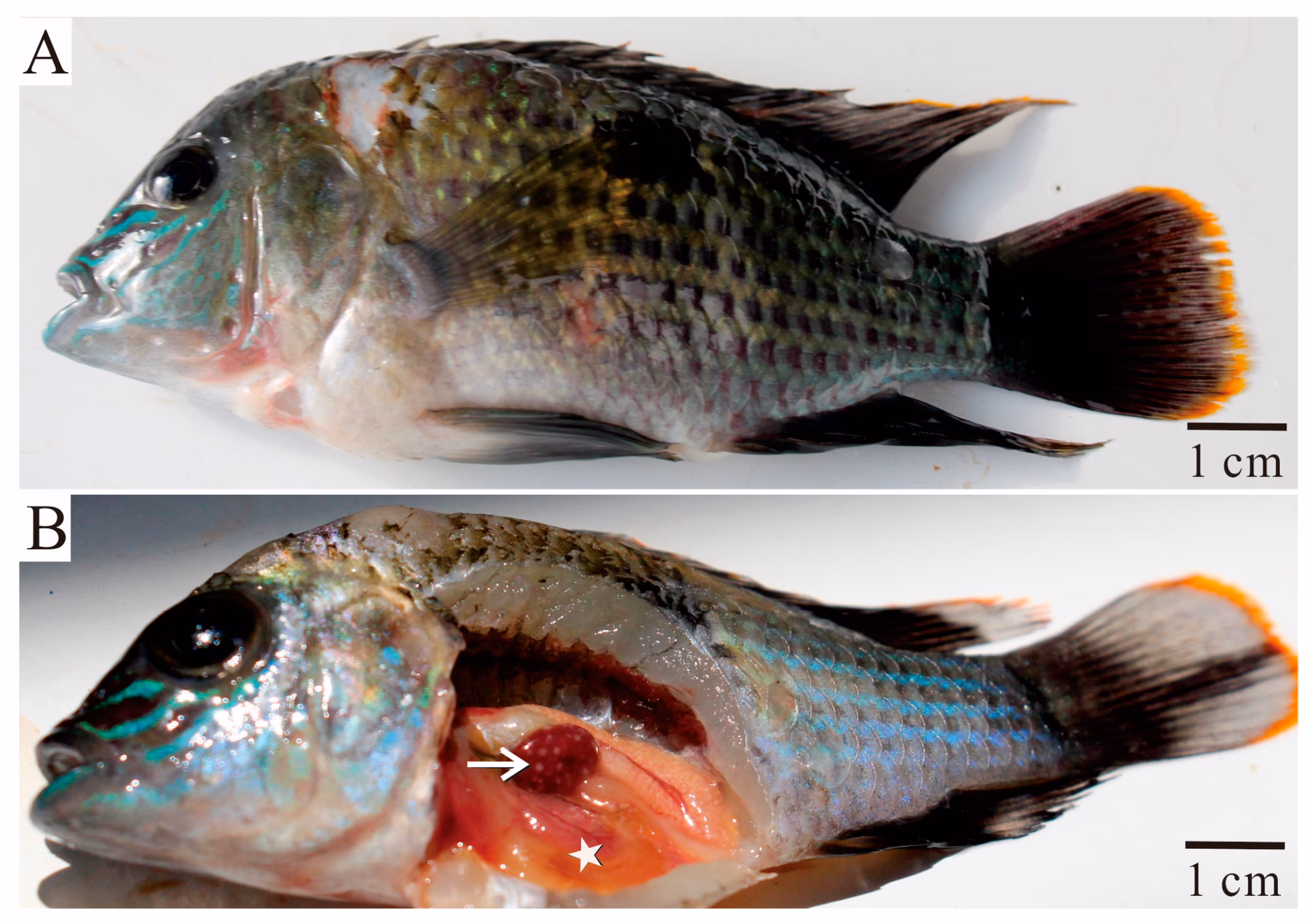 How many species of fish have Streptococcus iniae?