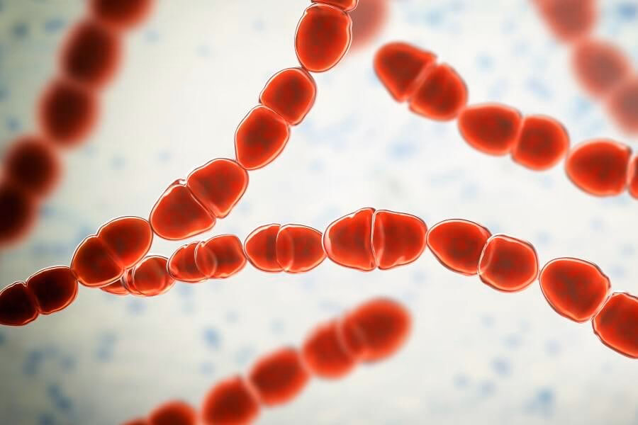 Co to jest Streptococcus?