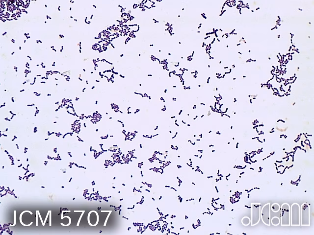 What rRNA gene does Streptococcus salivarius have?