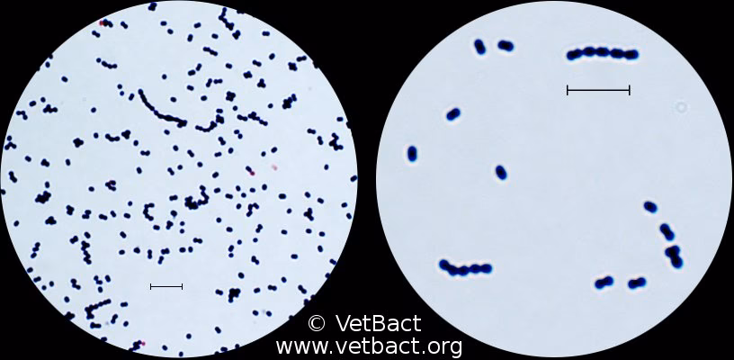 Is Streptococcus uberis Gram positive?