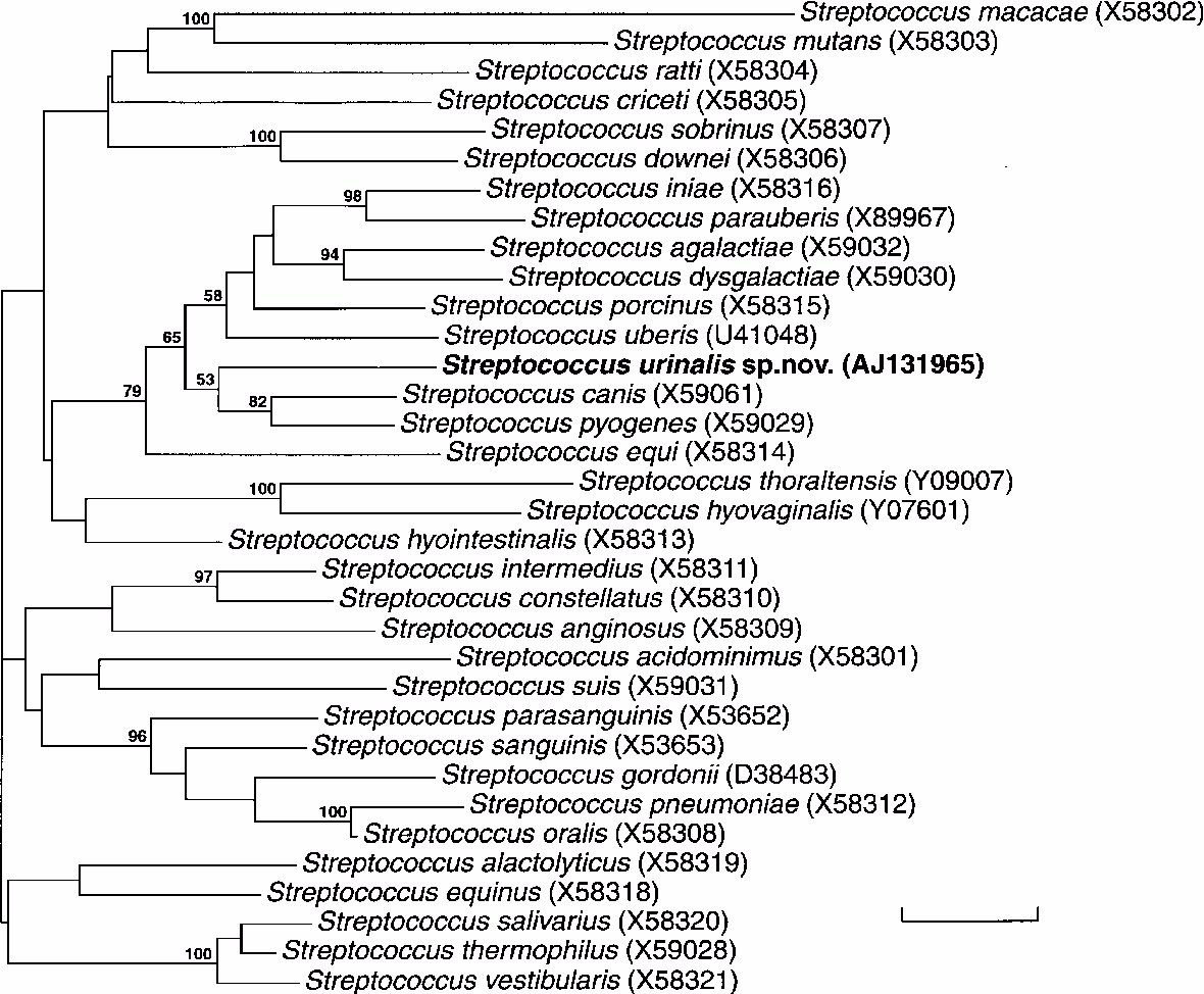 Is Streptococcus urinalis a new species?