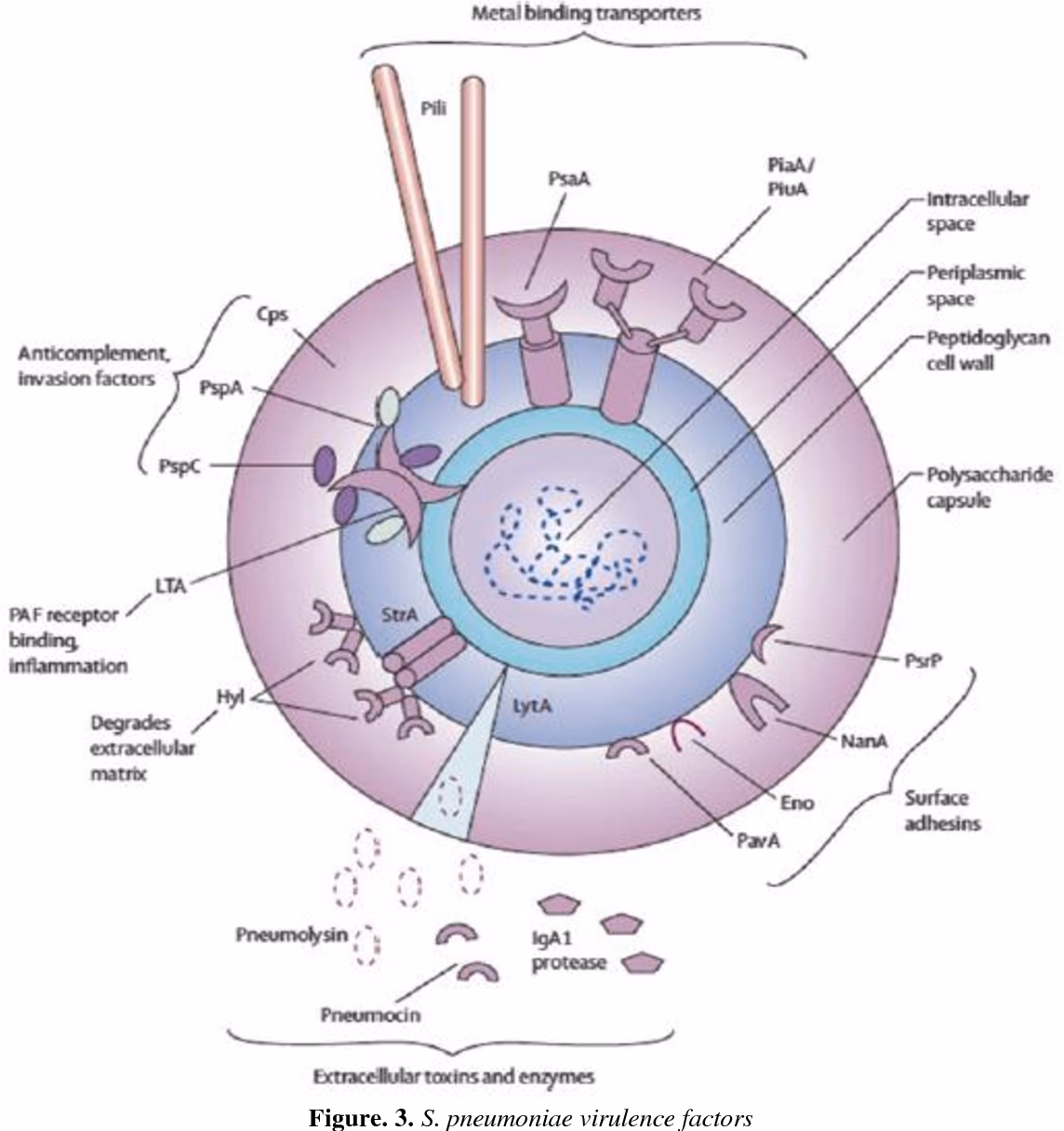 Are fibronectin-binding proteins a virulence factor in Streptococcus pyogenes?