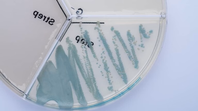 What is the effective publication of Staphylococcus xylosus?