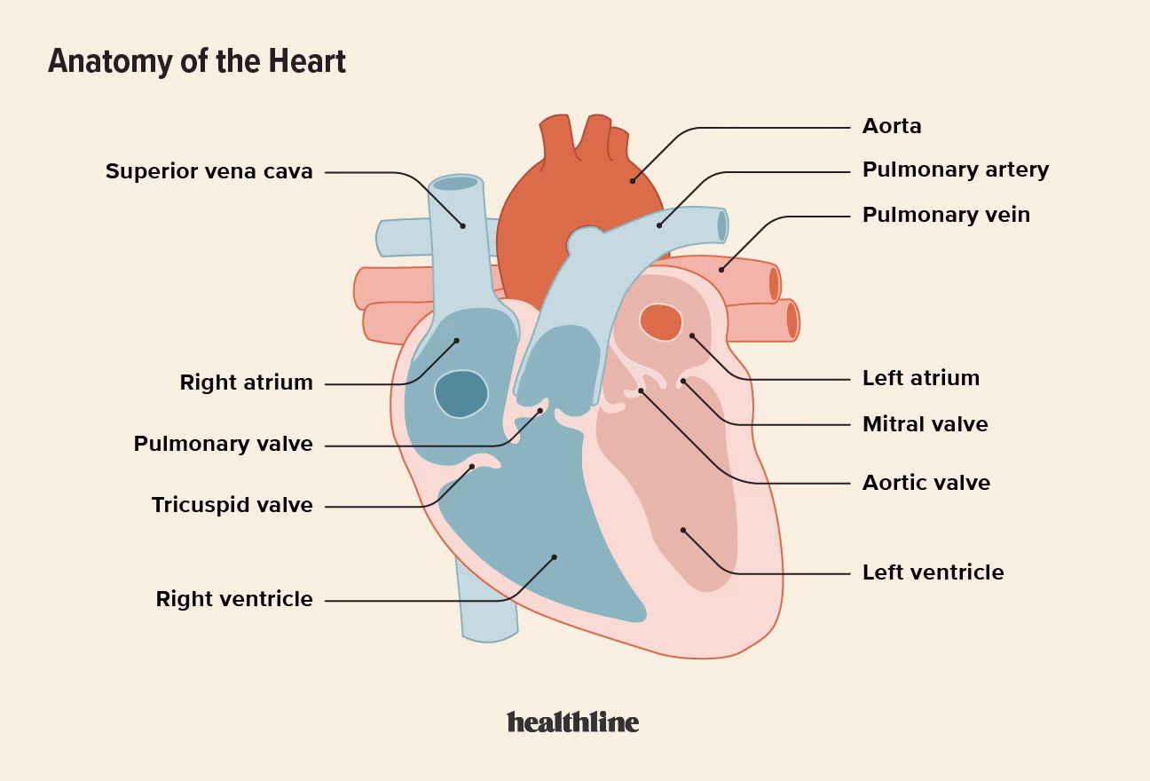What are the treatment options for superior vena cava syndrome (SVCS)?