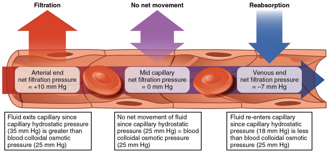What is a normal capillary hydrostatic pressure?