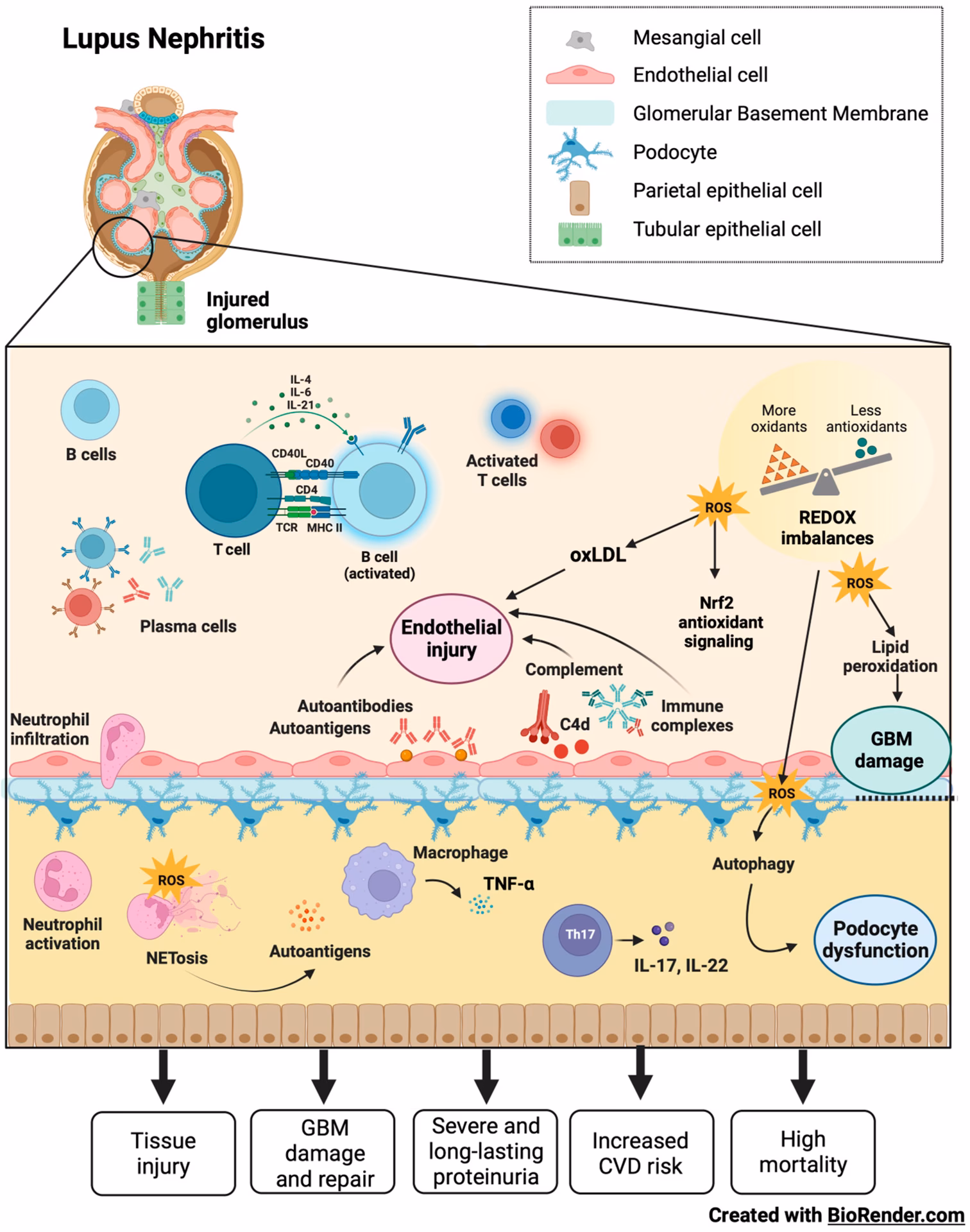 How is lupus nephritis confirmed?