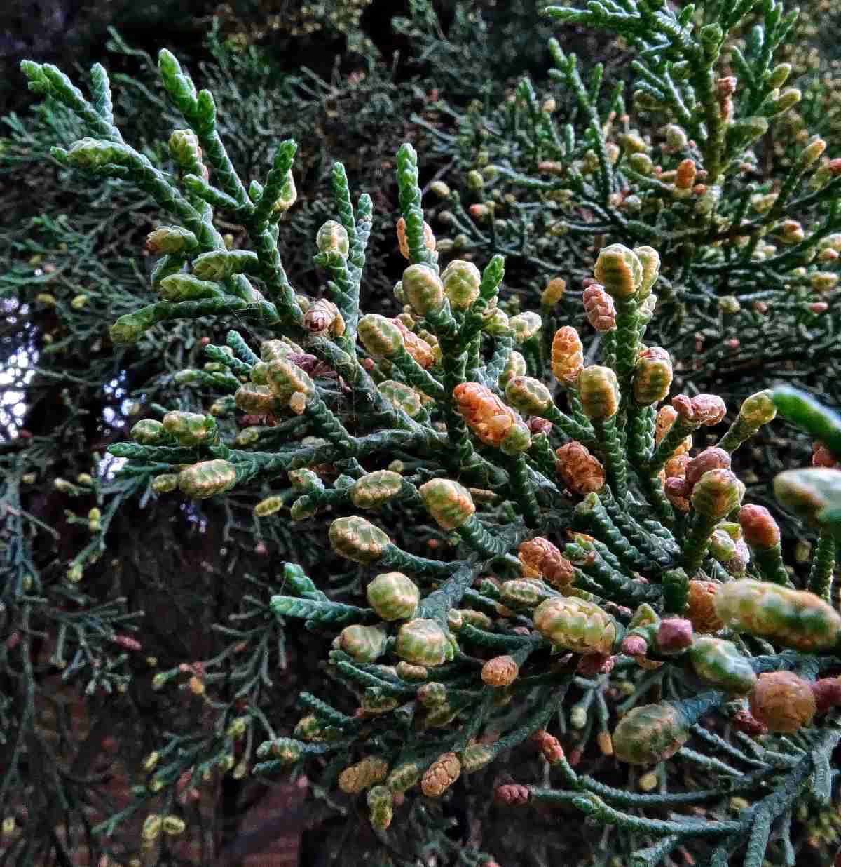 Does cypress pollen travel inland?