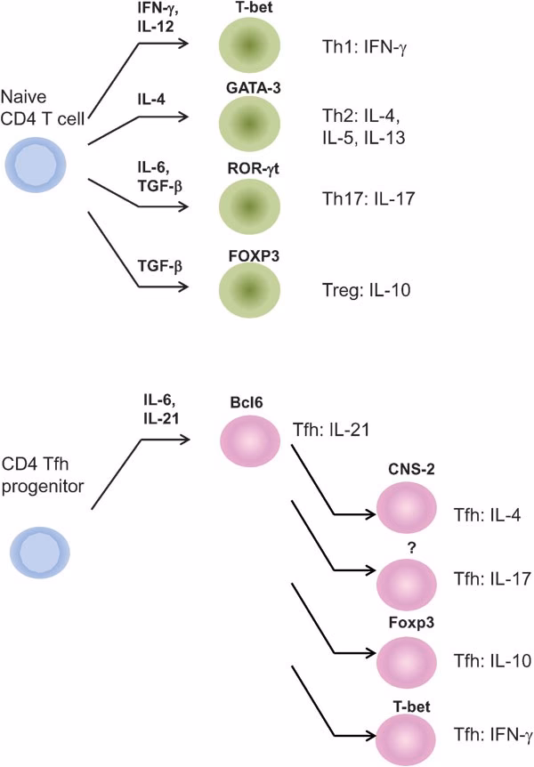 What cells are involved in food allergy?